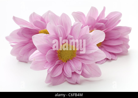 Drei rosa Blüten der Zinnie über weiß Stockfoto