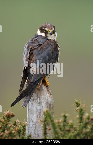Captive Hobby, Falco Subbuteo thront auf einem Pfosten in Ginster. Stockfoto