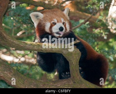 Roter Panda (Ailurus Fulgens) einen Kletterbaum Stockfoto