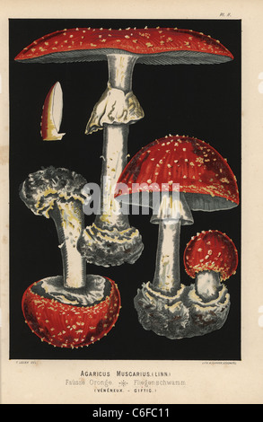 Fliege Agaric, Agaricus Muscarius, Amanita Muscaria, Fausse Oronge, giftig. Stockfoto