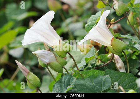 Absicherung von Ackerwinde, "Calystegia Sepium' in voller Blüte, Norfolk, England, Juli Stockfoto