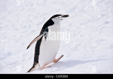 Kinnriemen Pinguin - zu Fuß / Pygoscelis Antarctica Stockfoto