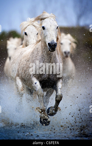 Camargue-Pferde laufen durch Wasser Stockfoto