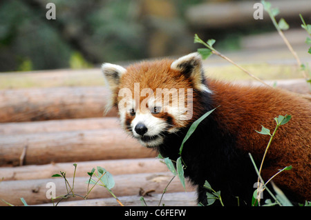 Roter Panda (Ailurus Fulgens), Chengdu Research Base of Giant Panda Breeding, China. Stockfoto