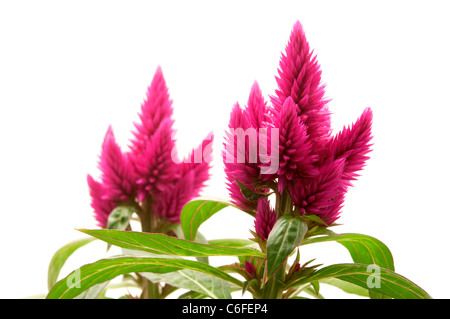 Celosia Argentea (Var Venezuela) auf weißem Hintergrund Stockfoto