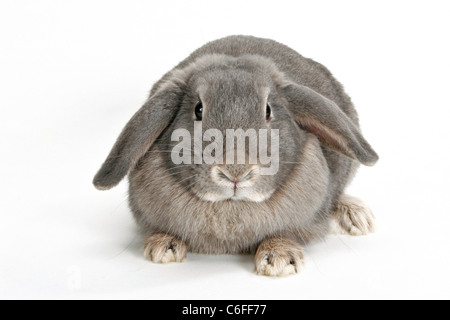 hängeohrigen Kaninchen - Ausschneiden Stockfoto