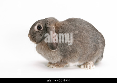 hängeohrigen Kaninchen - Ausschneiden Stockfoto