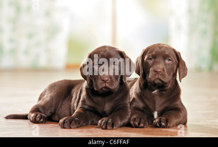 Labrador Retriever Hund. Zwei Welpen liegen nebeneinander Stockfoto