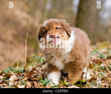 Australian Shepherd. Welpen Kauen auf einem Zweig Stockfoto