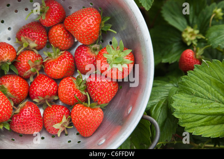 Erdbeeren gepflückt aus Zuteilung, UK Stockfoto