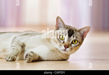 Birmanische Katze. Erwachsener liegt in einer Wohnung. Deutschland Stockfoto