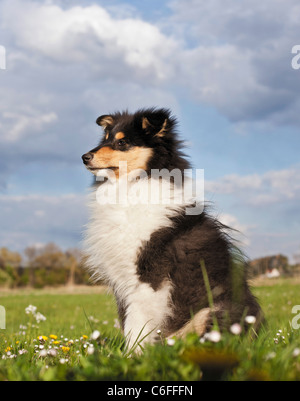 Collie Hund - Welpe sitzen auf der Wiese Stockfoto