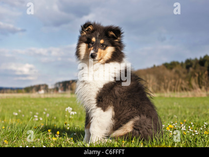 Collie Hund - Welpe sitzen auf der Wiese Stockfoto