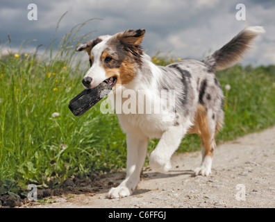 Australian Shepherd Junghund - Abrufen von Spielzeug Stockfoto