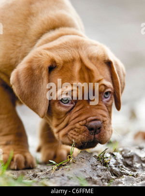 Bordeaux-Dogge Hund - Welpe Stockfoto