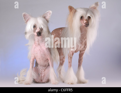 Porträt von zwei Chinese Crested Dogs Stockfoto