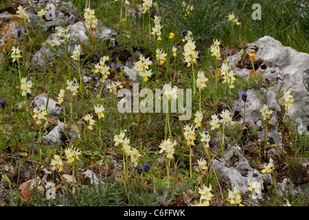 Masse von wenigen blühenden Orchideen Orchis Pauciflora mit Traubenhyazinthen usw. Halbinsel Gargano, Italien. Stockfoto