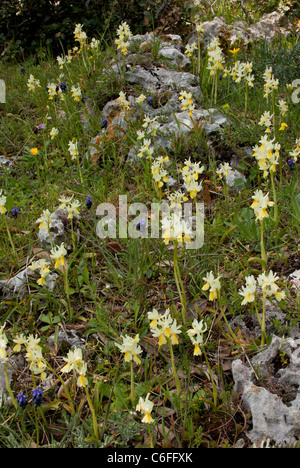 Masse von wenigen blühenden Orchideen Orchis Pauciflora mit Traubenhyazinthen usw. Halbinsel Gargano, Italien. Stockfoto