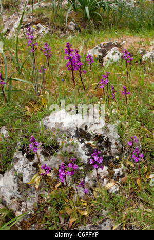 Masse von vier entdeckt Orchideen Orchis Quadripunctata, Halbinsel Gargano, Italien. Stockfoto