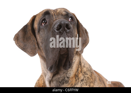 Deutsche Dogge auf weiß Stockfoto