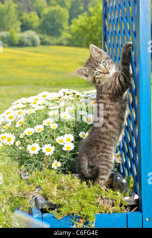 Hauskatze - Kätzchen (49 Tage) neben Blumen Stockfoto