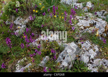 Masse von vier entdeckt Orchideen Orchis Quadripunctata, Halbinsel Gargano, Italien. Stockfoto