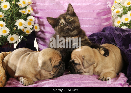 Tierfreunde: Zwei französische Bulldog-Welpen und ein Kätzchen auf einem Gartenstuhl Stockfoto