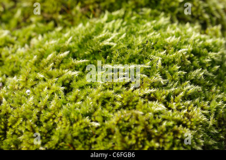 Moos wächst in Großbritannien Stockfoto