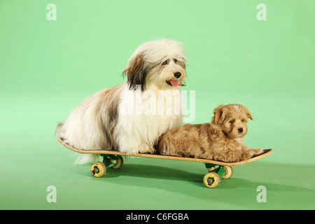 Havaneser Hund und Welpen auf skateboard Stockfoto