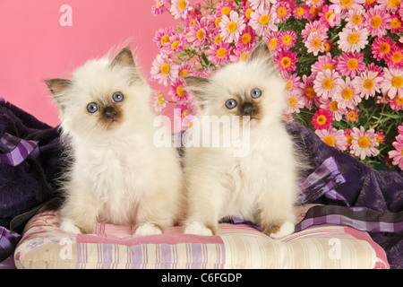 Heilige Katze von Birma, Birman. Zwei Kätzchen sitzen auf einem Kissen vor rosa Blumen Stockfoto