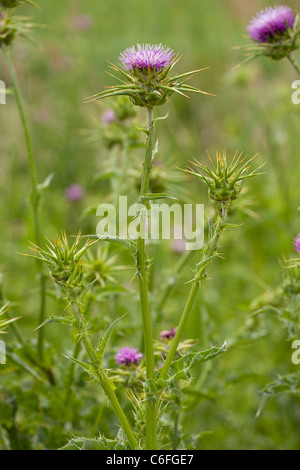 Mariendistel, Silybum Marianum in Blüte. Italien. Stockfoto