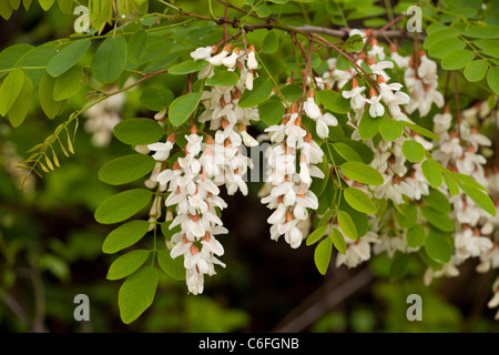 Falsche Akazie, Robinia Pseudacacia in Blüte; eingebürgert in Großbritannien und Europa, aus den USA Stockfoto