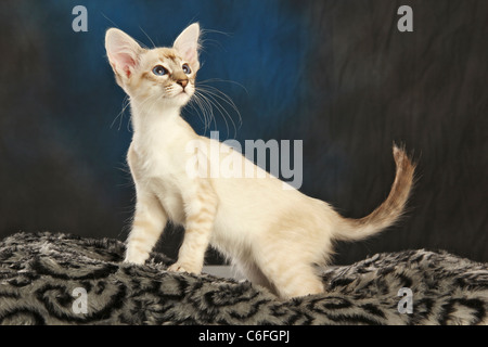 Balinesische Kat. Kätzchen stehen auf einem Kissen Stockfoto