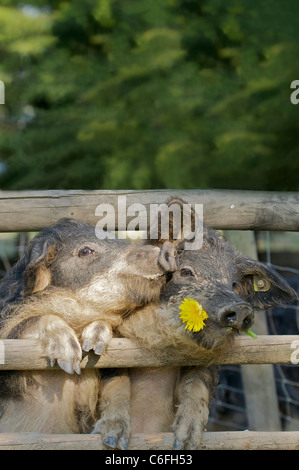 zwei Mangalica-Schweine am Zaun Stockfoto