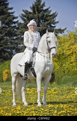 Lipizzaner Pferd. Reiter im Kostüm auf stehenden Hengst. Wien, Österreich Stockfoto