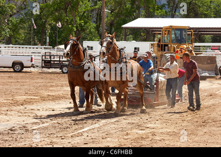 Entwurf eines Pferd Kutscher ziehen Wettbewerb an lokalen Kirmes mit Zugpferden hart arbeiten, um einen schweren Schlitten auf einen langen Lauf zu ziehen. Stockfoto