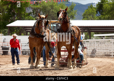 Entwurf eines Pferd Kutscher ziehen Wettbewerb an lokalen Kirmes mit Zugpferden hart arbeiten, um einen schweren Schlitten auf einen langen Lauf zu ziehen. Stockfoto