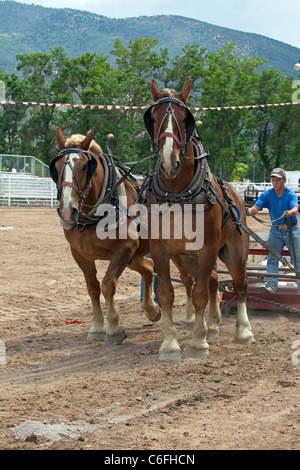 Entwurf eines Pferd Kutscher ziehen Wettbewerb an lokalen Kirmes mit Zugpferden hart arbeiten, um einen schweren Schlitten auf einen langen Lauf zu ziehen. Stockfoto