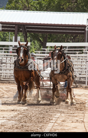 Entwurf eines Pferd Kutscher ziehen Wettbewerb an lokalen Kirmes mit Zugpferden hart arbeiten, um einen schweren Schlitten auf einen langen Lauf zu ziehen. Stockfoto