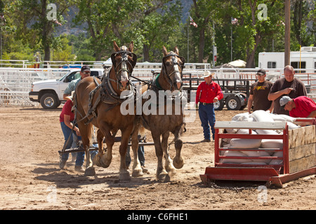 Entwurf eines Pferd Kutscher ziehen Wettbewerb an lokalen Kirmes mit Zugpferden hart arbeiten, um einen schweren Schlitten auf einen langen Lauf zu ziehen. Stockfoto