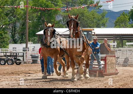 Entwurf eines Pferd Team Wettbewerb am lokalen Kirmes mit Zugpferden hart arbeiten, um einen schweren Schlitten ziehen auf einen langen Lauf ziehen. Stockfoto