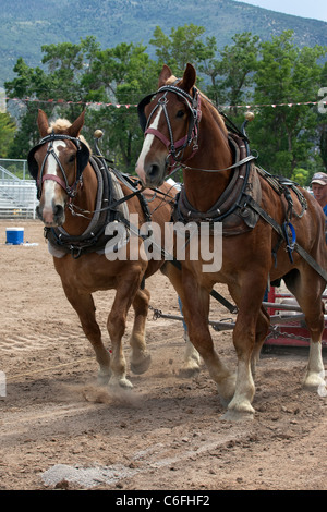 Zwei Zugpferd Wettbewerb am lokalen Kirmes mit Entwurf ziehen Pferde hart arbeiten, um einen schweren Schlitten auf einen langen Lauf zu ziehen. Stockfoto