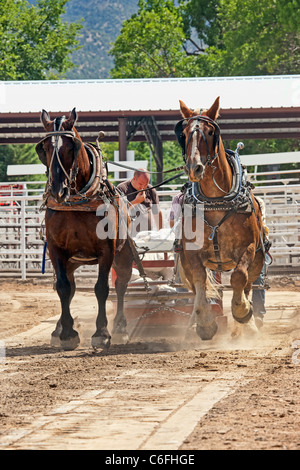 Zugpferd ziehen Wettbewerb an lokalen Kirmes mit Zugpferden hart arbeiten, um eine schwere Schlitten Gewicht auf einen langen Lauf zu ziehen. Stockfoto