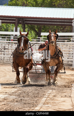 Zugpferd ziehen Wettbewerb an lokalen Kirmes mit Zugpferden hart arbeiten, um einen schweren Schlitten auf einen langen Lauf zu ziehen. Stockfoto