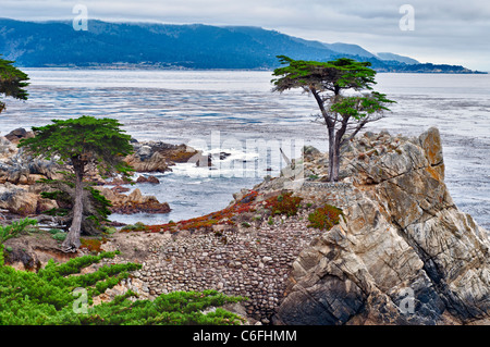 Die berühmten Lone Zypresse (Cupressus Macrocarpa) von Pebble Beach, Kalifornien. Stockfoto