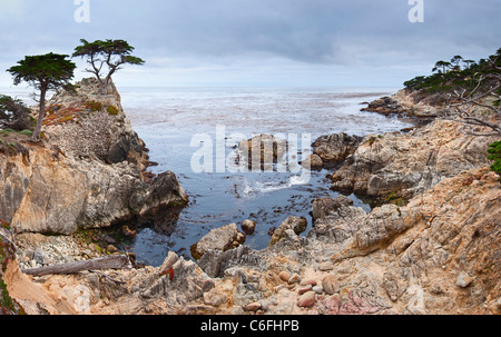 Die berühmten Lone Zypresse (Cupressus Macrocarpa) von Pebble Beach, Kalifornien. Stockfoto