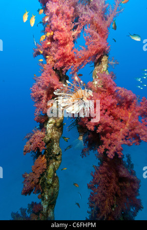 Ein Rotfeuerfisch schwimmen neben lebhaft roten Baum Korallen wachsen auf die verkrustete Kette von einem alten Kanal Markierungsboje. Stockfoto