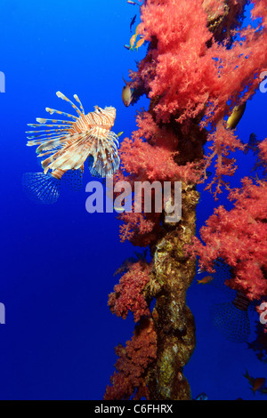 Ein Rotfeuerfisch schwimmen neben lebhaft roten Baum Korallen wachsen auf die verkrustete Kette von einem alten Kanal Markierungsboje Stockfoto