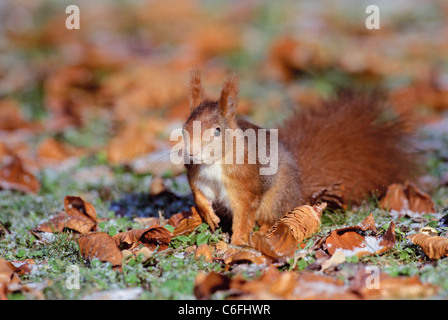 Eurasische Eichhörnchen im Laub / Sciurus Vulgaris Stockfoto
