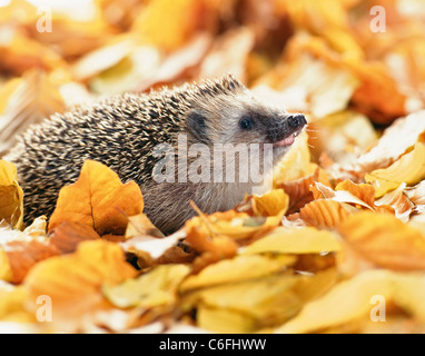 Europäischer Igel (Erinaceus europaeus) im Herbstlaub. Deutschland Stockfoto